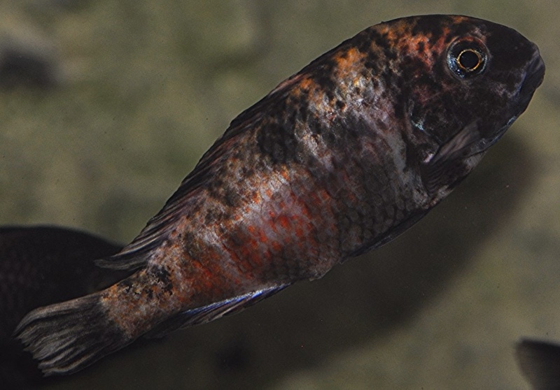 Tropheus sp. 'red' Cape Kipimbi (Kushangaza)